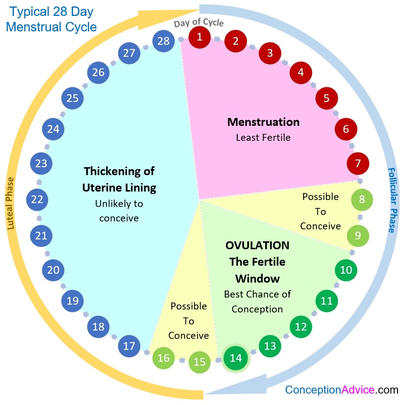 Can Taking Prenatal Vitamins Change Your Menstrual Cycle At Kimberly 