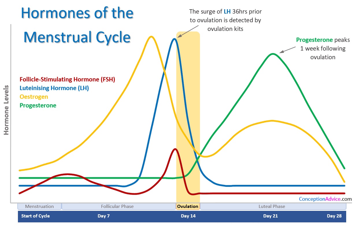 Female Hormone Cycle Chart - vrogue.co
