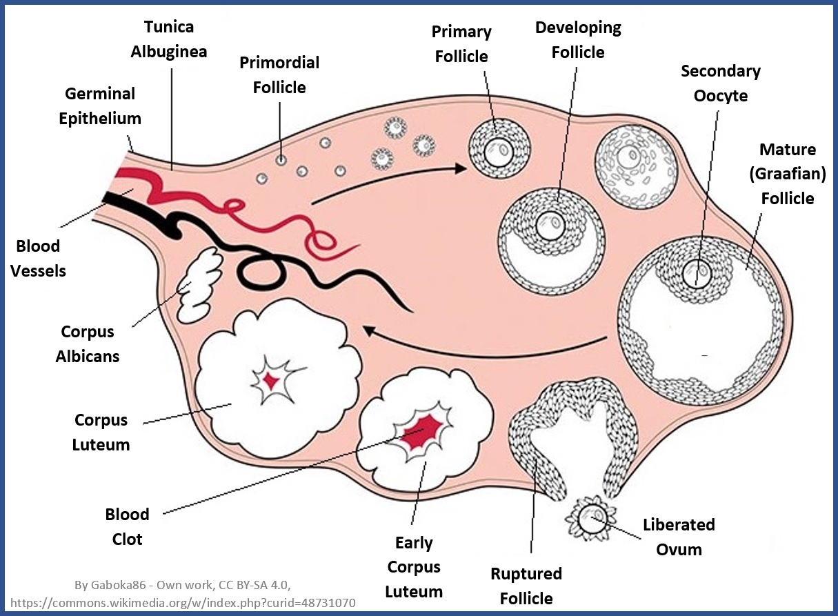 When Do Women Ovulate The Best Time To Get Pregnant Conception Advice