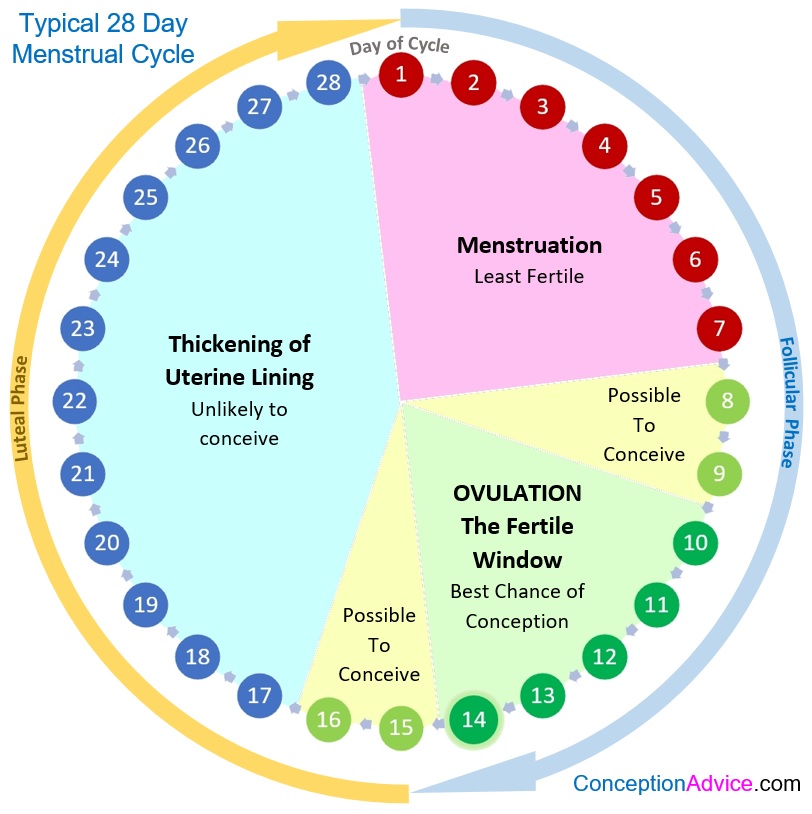 Representation of a typical 28-day ovulatory menstrual cycle, where