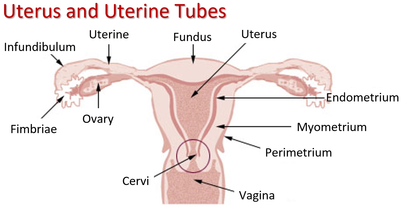 Cervix Position During Ovulation Conception Advice